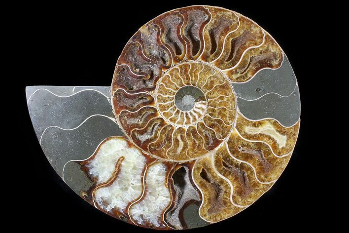 Cut Ammonite Fossil (Half) - Agatized #79161